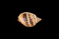 藏品(織紋螺)的圖片